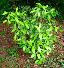 Chacrona (Psicotria viridis)