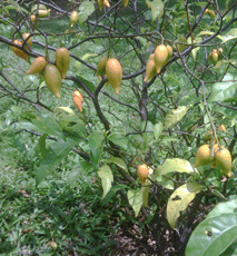 Frutos da Árvore Iboga